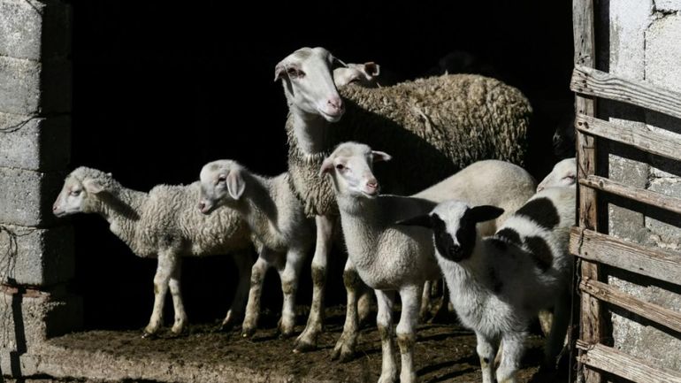 En Grèce, la feta pâtit d'une épizootie chez les brebis, plus de 480.000 moutons et chèvres ont été abattus