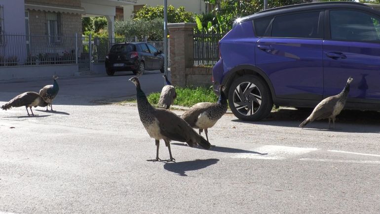 Des paons en liberté font la joie... et le désespoir d'un village italien