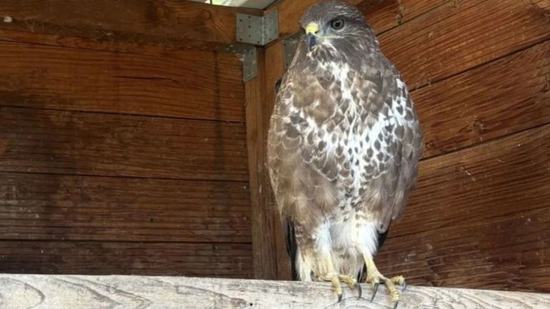 La buse de Dinant aurait à nouveau été capturée