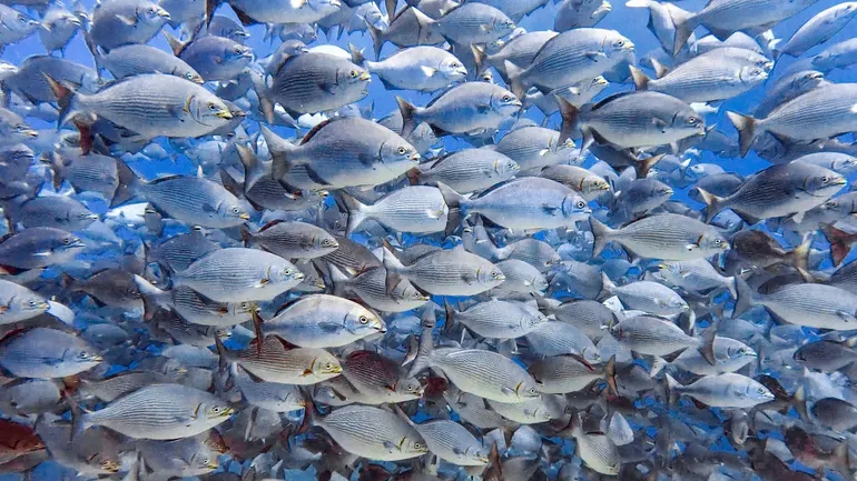 Pour préserver le climat, restaurer les populations de poissons ?