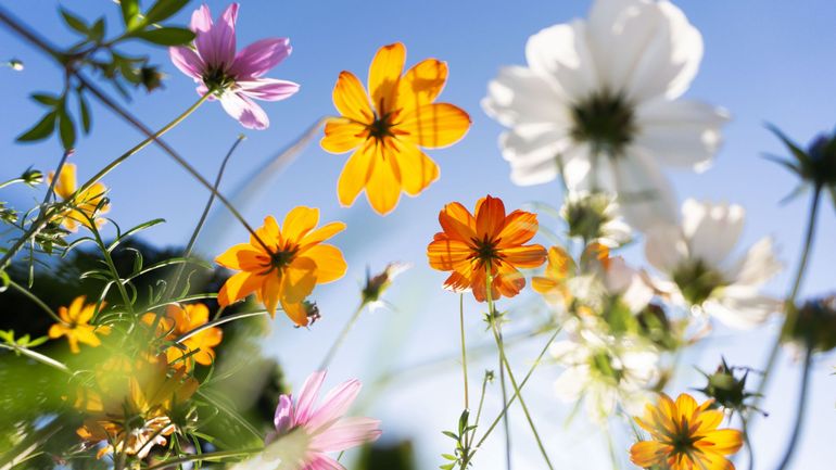 8 balades fleuries incontournables au printemps