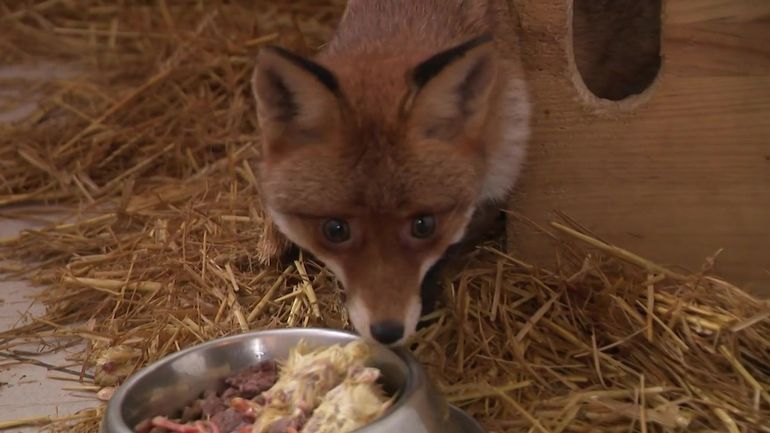 Une année record : 2635 animaux ont été secourus au Centre de Soins pour la Faune Sauvage de Bruxelles, en 2025