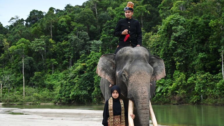 Tourisme : l'Indonésie devient le premier pays d'Asie à interdire les promenades en éléphant (de Sumatra)