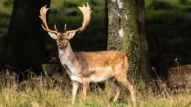 Un daim aperçu en pleine nuit à Grivegnée : "Probablement un animal échappé d’un parc" selon un expert du SPW Un daim aperçu en pleine nuit à Grivegnée : "Probablement un animal échappé d’un parc" selon un expert du SPW