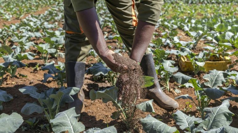L'état des sols dans le monde se dégrade et les solutions restent ignorées, selon un rapport de l'Onu