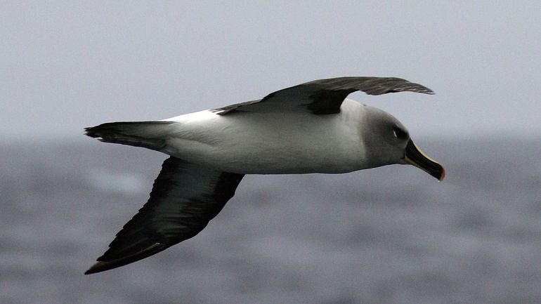 Avec le réchauffement climatique, certains oiseaux marins doivent voler toujours plus loin pour survivre
