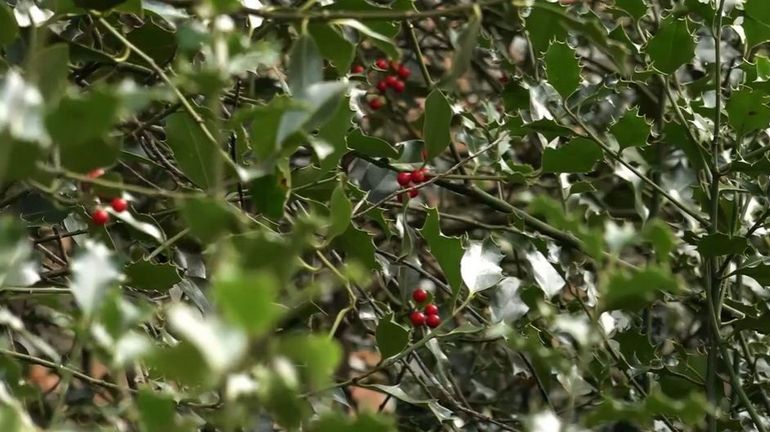 Peut-on cueillir du houx en forêt pour Noël ? Ce qu'il faut savoir
