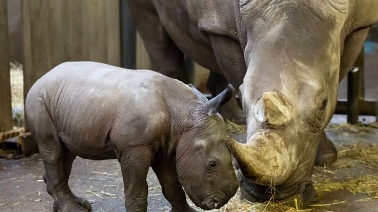 "Le bébé est en parfaite santé" : un rhinocéros blanc du Sud né à Pairi Daiza