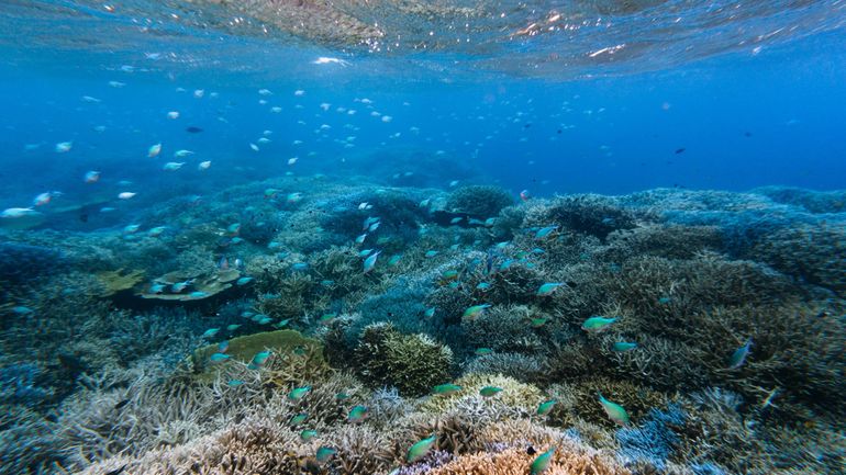 Réchauffement climatique : les océans mondiaux n'ont jamais été aussi chauds en juin
