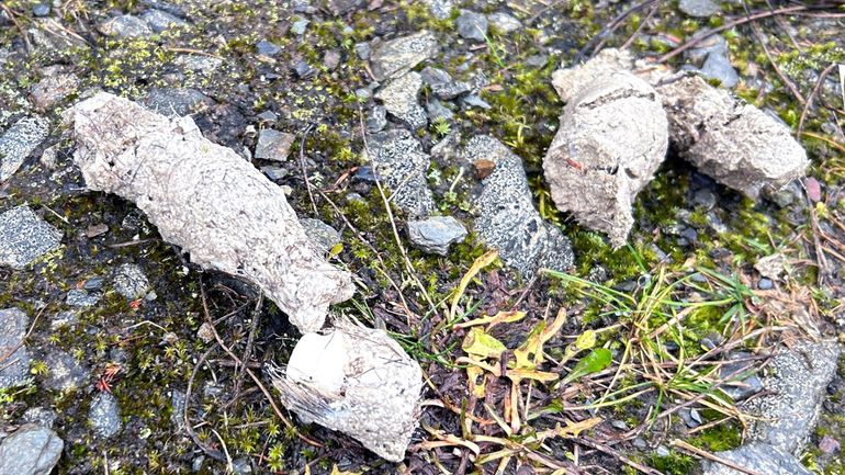 Dans les Fagnes, attention où vous marchez : le loup est passé par là
