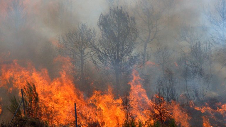 Deux hectares de nature détruits par un incendie dans une réserve naturelle près de Genk