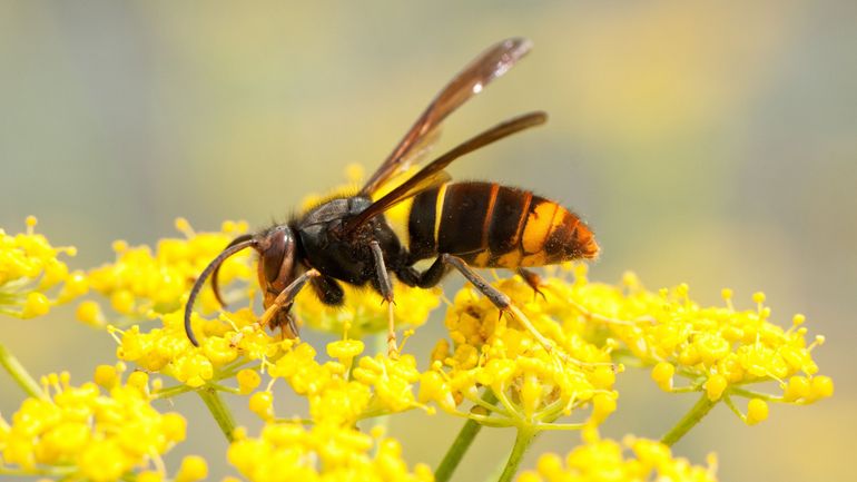 Frelon asiatique : un record de 1952 nids neutralisés en Wallonie en 2025