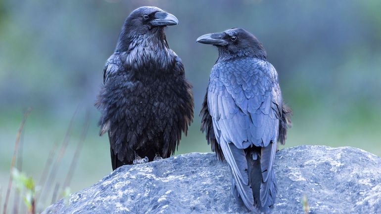 Rituels funéraires chez les animaux : "ils sont conscients de la mort de l’autre" selon Emmanuelle Pouydebat, directrice de recherche au CNRS