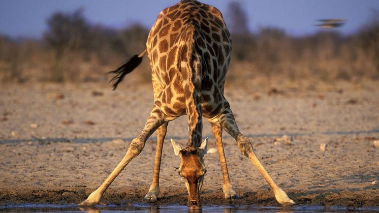 Pourquoi les girafes ont-elles de si longues pattes ? Une nouvelle étude révèle une explication surprenante
