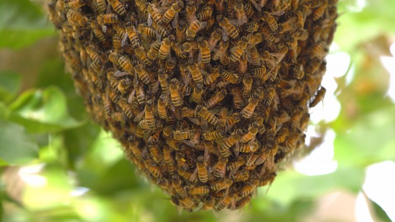 Les essaims d'abeilles de retour avec le printemps : que faire s'ils s'invitent chez vous ?