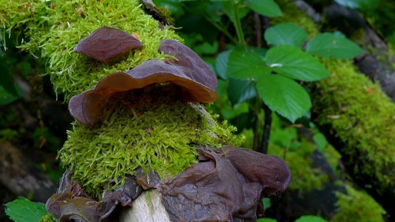 Des champignons même au printemps ? Découvrez les régulateurs invisibles de la forêt de Soignes