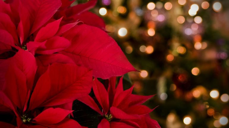 Les rescapées des fêtes : et si on arrêtait de jeter nos plantes de Noël ?