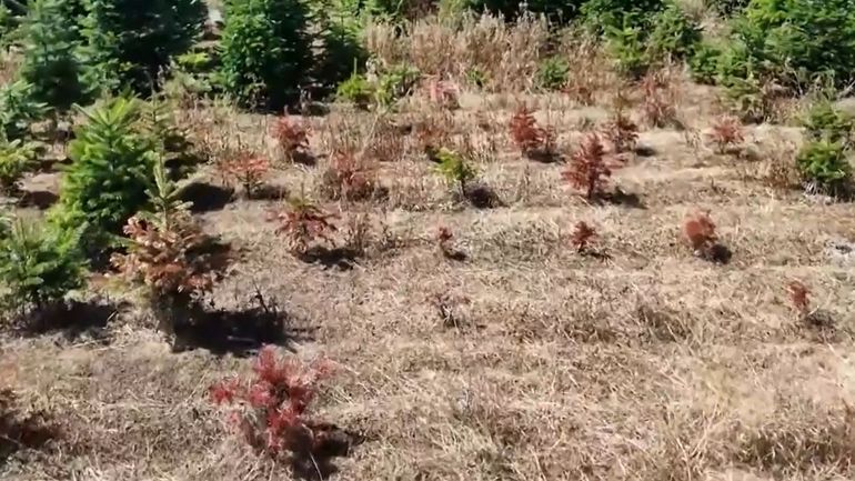 Y aura-t-il encore assez de sapins de Noël dans quelques années ? La sécheresse inquiète les producteurs