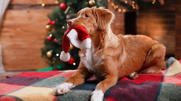 La SPA de Charleroi lance “La Féerie des Animaux” : trois jours pour rencontrer, soutenir et adopter autrement