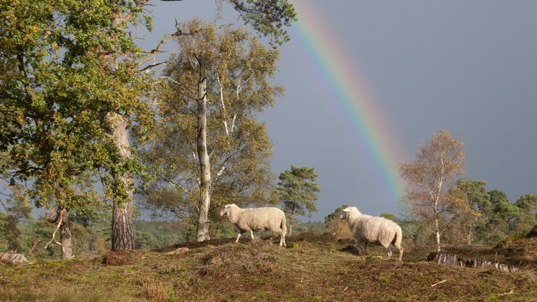 Grindr lance "I Wool Survive", une ligne de vêtements en laine de béliers gays Grindr lance "I Wool Survive", une ligne de vêtements en laine de béliers gays