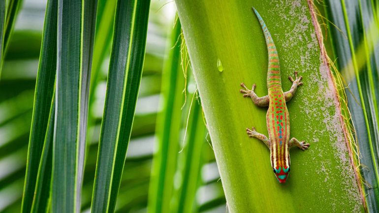 La colle du futur, inspirée par les pattes d’un lézard ?