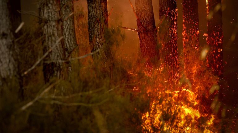 Feux de forêt : quel impact sur la faune ?