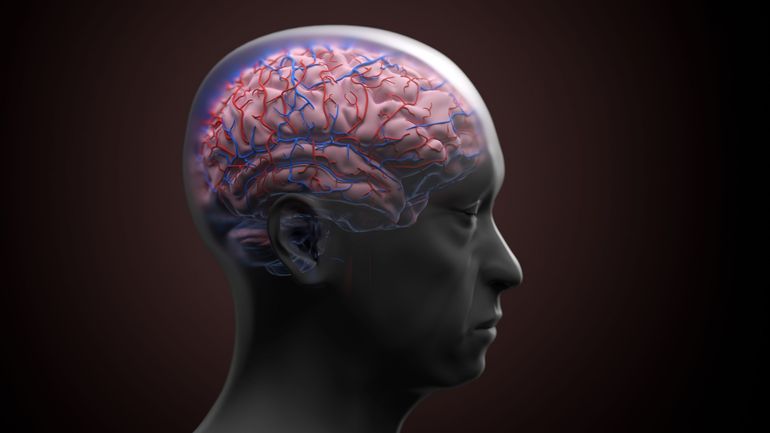 Quel est l'âge d'or pour notre cerveau ? Il pourrait atteindre ses pleines capacités bien plus tard qu’il n’y paraît Quel est l'âge d'or pour notre cerveau ? Il pourrait atteindre ses pleines capacités bien plus tard qu’il n’y paraît