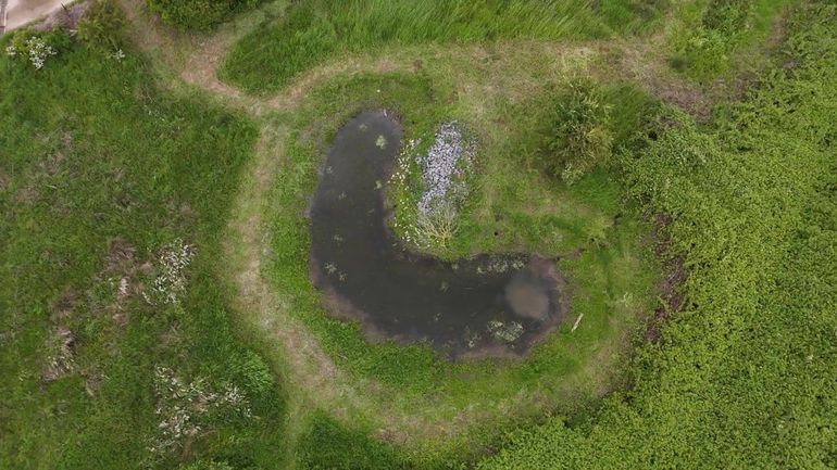 Réserve naturelle des Trois Viviers : un exemple de restauration réussie pour la biodiversité wallonne