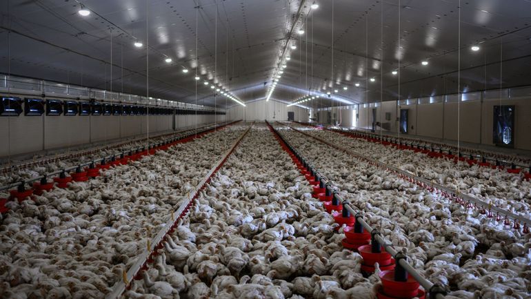 Décès massifs de volaille dans les poulaillers industriels : comment les éleveurs doivent s'adapter pour le bien-être de leurs animaux