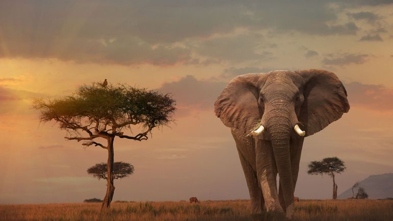 Safari en Ouganda : un minibus percute un éléphant, trois morts et quatre blessés