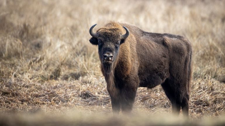 Le géant de nos forêts revient : le bison d’Europe bientôt de retour en Belgique Le géant de nos forêts revient : le bison d’Europe bientôt de retour en Belgique