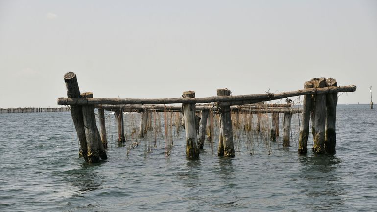 Les moules vont-elles disparaître en Méditerranée ? Une étude tire la sonnette d’alarme