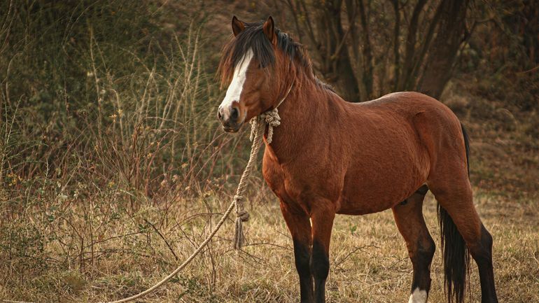 Onze chevaux victimes de négligences saisis à Somme-Leuze