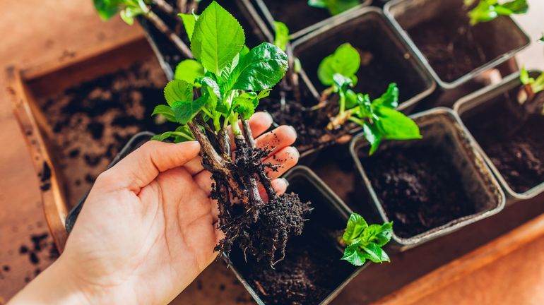 CONCOURS : gagnez votre exemplaire du "Guide de la multiplication des plantes d’intérieur"