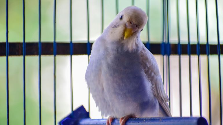 Concours du plus bel oiseau: oui, mais à quel prix? Concours du plus bel oiseau: oui, mais à quel prix?