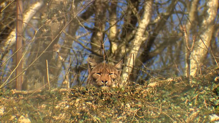 Retour du lynx en Belgique : une bonne nouvelle pour la biodiversité ?