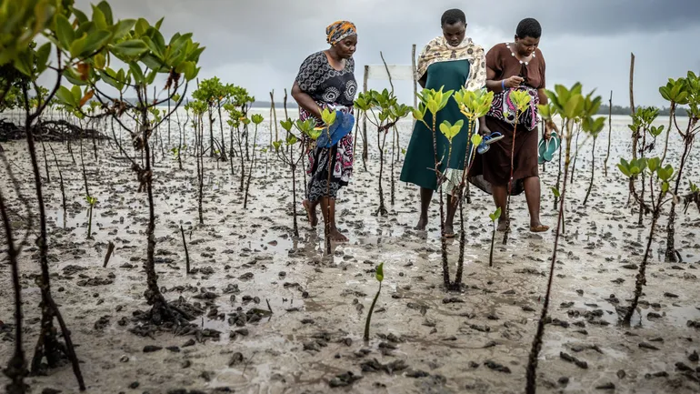 Des femmes d’une association locale inspectent la croissance des jeunes mangroves qu’elles ont plantées pour restaurer une zone dans le ruisseau Mida, près de Watamu, petit village côtier du Kenya.