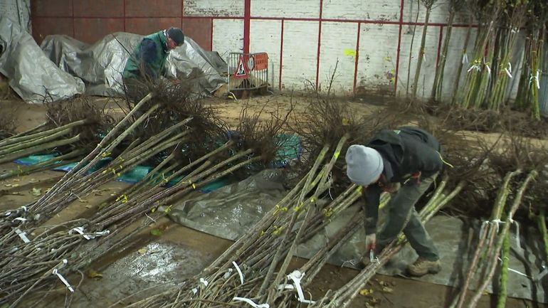 Wallonie picarde : l’opération “Arbrenkit” dépasse largement ses objectifs avant de tirer sa révérence Wallonie picarde : l’opération “Arbrenkit” dépasse largement ses objectifs avant de tirer sa révérence