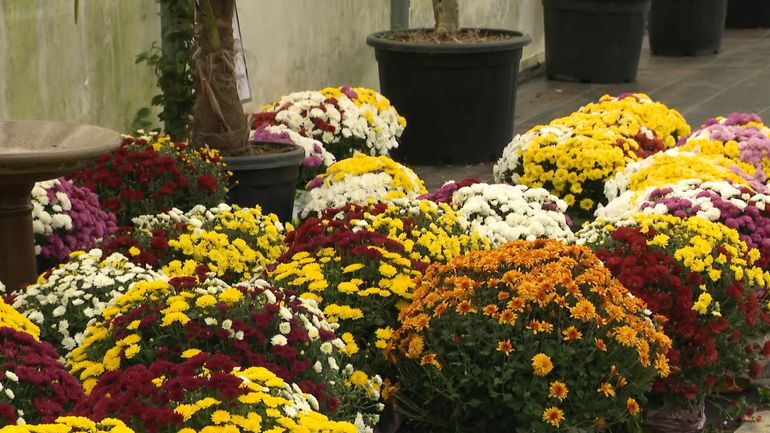 Toussaint : malgré la sécheresse, le chrysanthème reste la fleur incontournable de l'automne