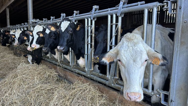 La dermatose nodulaire contagieuse inquiète les éleveurs bovins La dermatose nodulaire contagieuse inquiète les éleveurs bovins