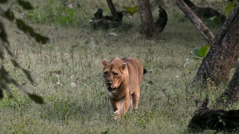 En Inde, la lente renaissance des lions d'Asie En Inde, la lente renaissance des lions d'Asie