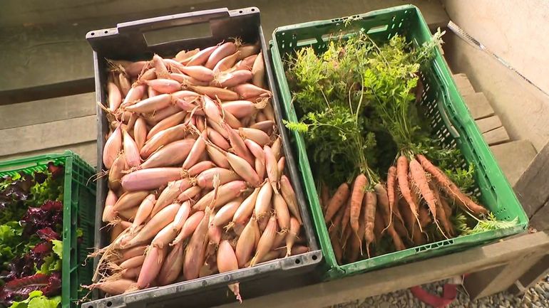 Légumes plus petits, récoltes en baisse : les conséquences d'un été de chaleur et de sécheresse pour le maraîchage