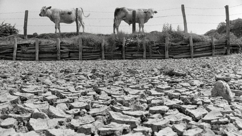 La sécheresse de 1976 : "La première manifestation d'un événement extrême lié au réchauffement du climat"