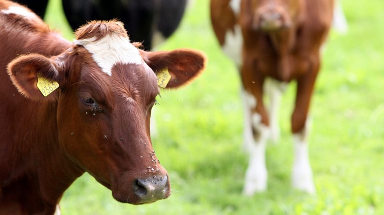 Maladie de la langue bleue : pour 2026, les autorités recommandent de vacciner mais ne subventionnent plus Maladie de la langue bleue : pour 2026, les autorités recommandent de vacciner mais ne subventionnent plus