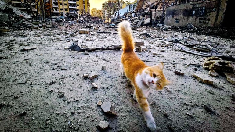 Chats, chiens et autres animaux en détresse sous les bombardements à Beyrouth, avec les bénévoles qui risquent leur vie afin de les sauver