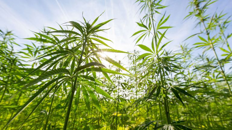 Peu d'eau, pas de pesticides, facilement cultivable en Belgique : vers le retour de la culture du chanvre textile ?