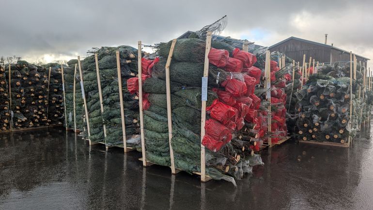 Les sapins de Noël en pot, un désastre pour l’Ardenne belge ?