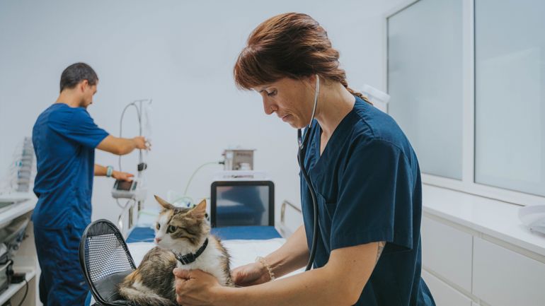 Les vétérinaires déplorent "une précarisation silencieuse de la profession" imposée par le fédéral