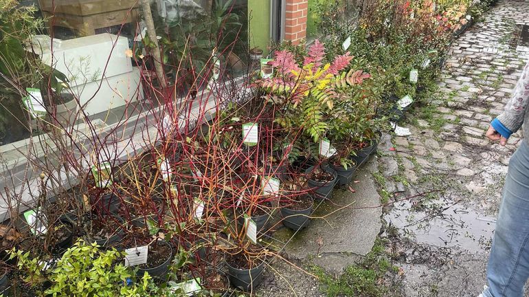 Semaine de l’arbre : les distributions de plants gratuits commencent