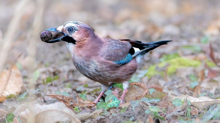 La glandée du chêne : une aubaine pour la faune sauvage
